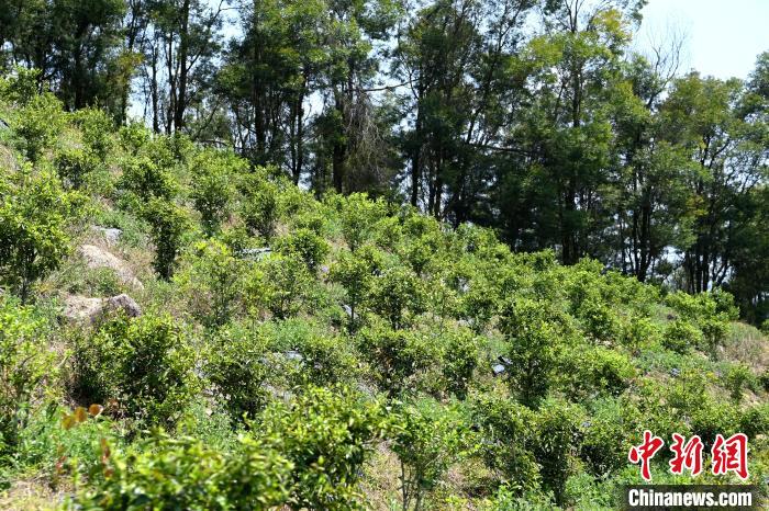 張高漢在深山內大力發展林下經濟?！埥鸫?攝