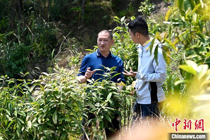 張高漢向參訪者介紹金花茶種植情況?！埥鸫?攝
