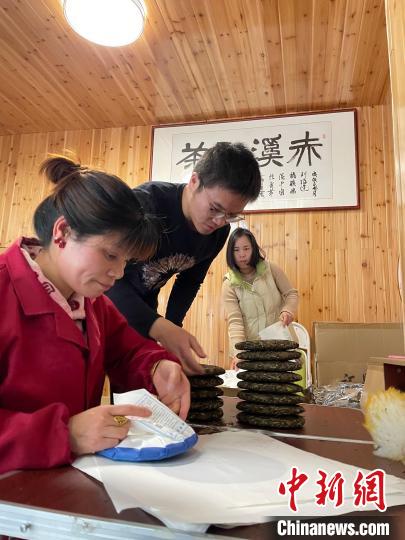 資料圖：杜贏(左二)在整理白茶餅。　林春茵 攝