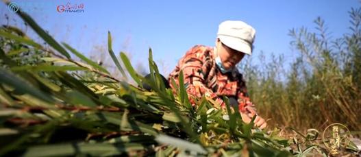 山東省朱村：干群同心 老區新貌——弘揚中國共產黨精神譜系之沂蒙精神
